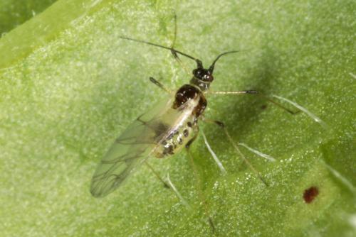 Réf. 232 881 : Hyperomyzus lampsanae